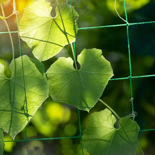 Net til klatreplanter, 1,8 x 5m - 5