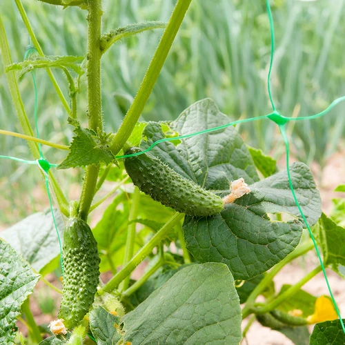 Net til klatreplanter: 2 x 20m - 6