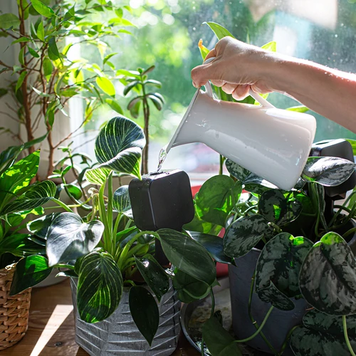Plantevander – sort tavle med keramisk fod, 200 ml - 7