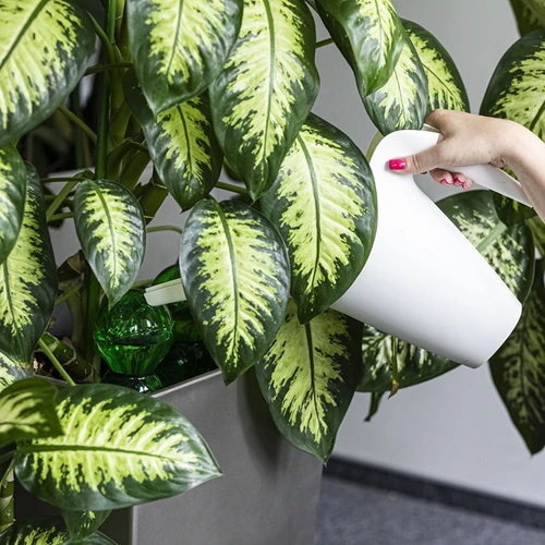 Tredobbelt vandingskugle (trekammer), gennemsigtig grøn med keramisk fod, 600ml - 6