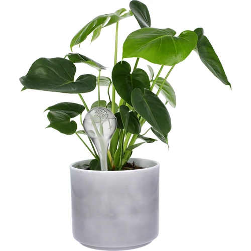 Vandingskugler til planter, gennemsigtige, 400 ml, 2 stk. - 7