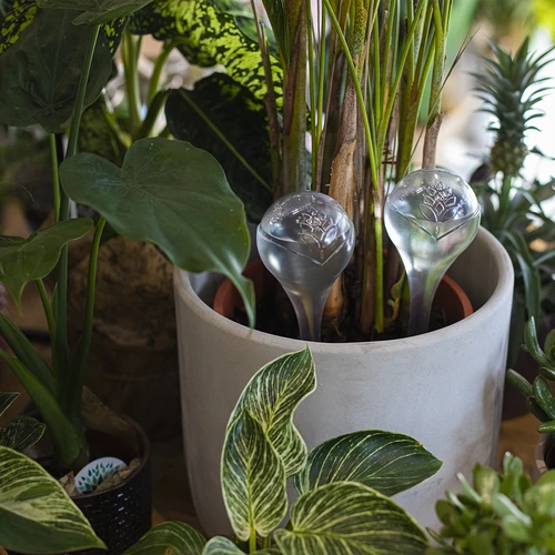 Vandingskugler til planter, gennemsigtige, 400 ml, 2 stk. - 9
