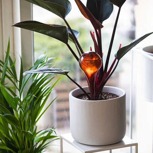 Vandingskugler til planter, ravfarvede gennemsigtige, 400 ml, 2 stk. - 9