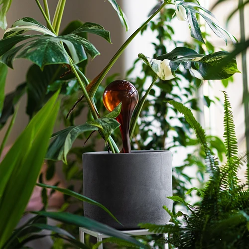Vandingskugler til planter, ravfarvede gennemsigtige, 400 ml, 2 stk. - 10
