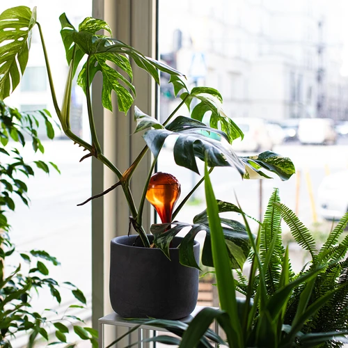 Vandingskugler til planter, ravfarvede gennemsigtige, 400 ml, 4 stk. - 10