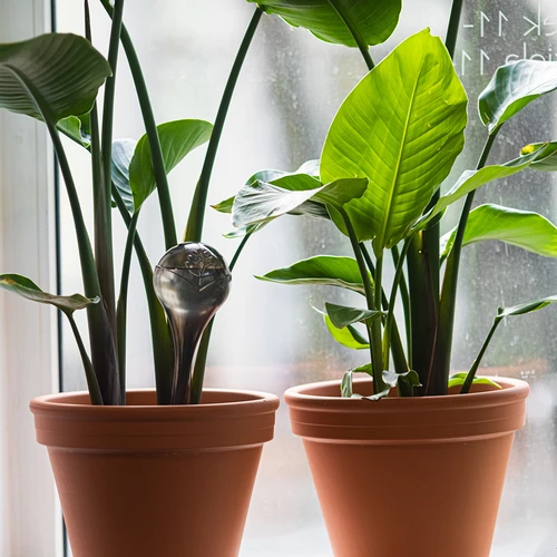 Vandingskugler til planter, sorte gennemsigtige, 400 ml, 4 stk. - 8
