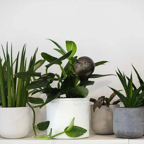 Vandingskugler til planter, sorte gennemsigtige, 400 ml, 4 stk. - 10