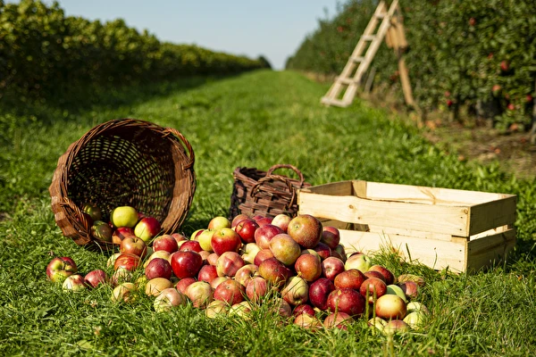 Hjemmelavet cider