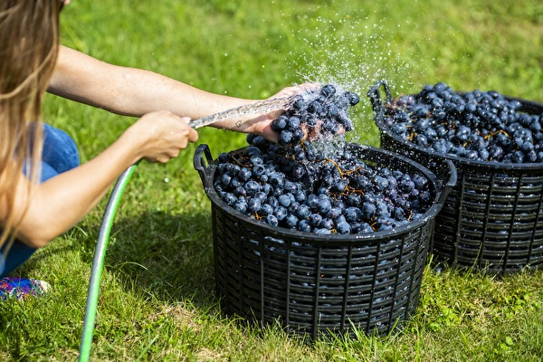 Hvordan laver man vin trin for trin?