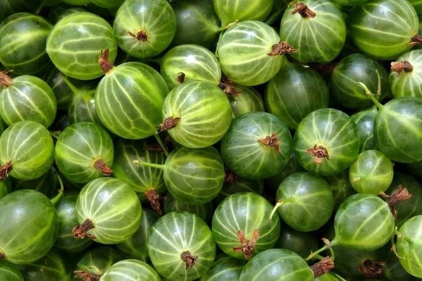 Stikkelsbærlikør - likør af stikkelsbær