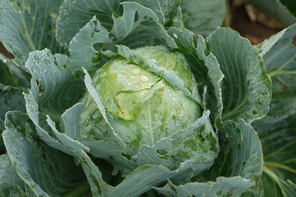 Surkål efter fru Sylwias opskrift