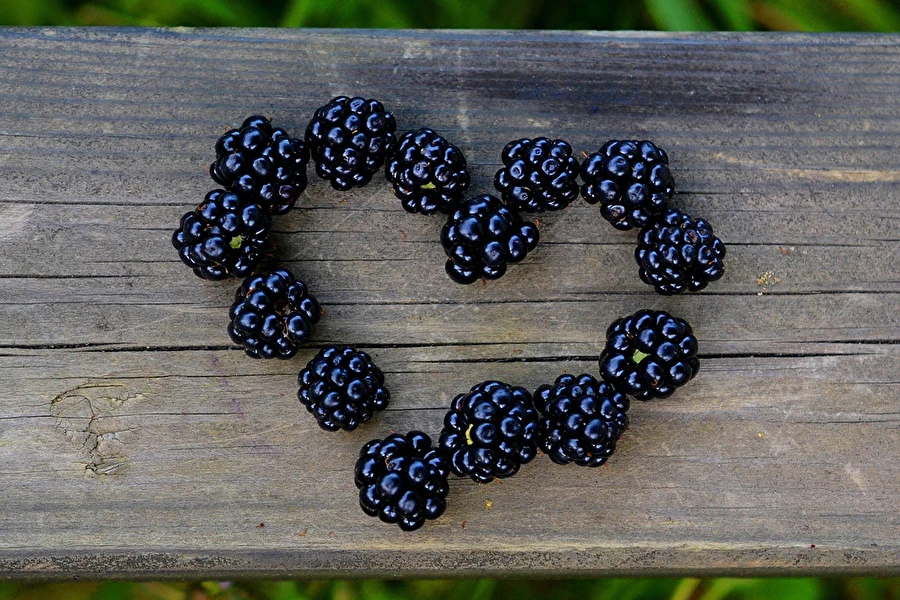 Browin Przepiśnik - Hjemmelavet brombærlikør