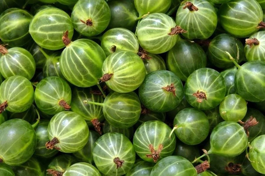 Browin Przepiśnik - Stikkelsbærlikør - likør af stikkelsbær