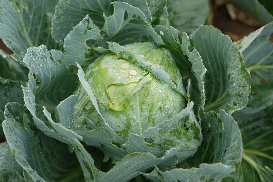 Browin Przepiśnik - Surkål efter fru Sylwias opskrift