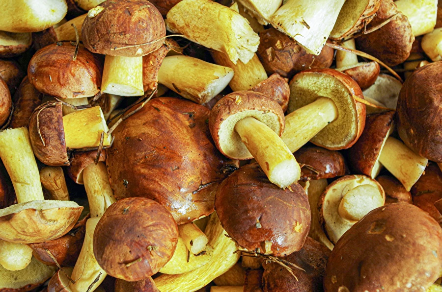 Browin Przepiśnik - Syltede brune rørhatte